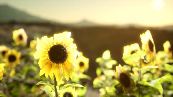 Sunflower Field on a Warm Summer Evening alt