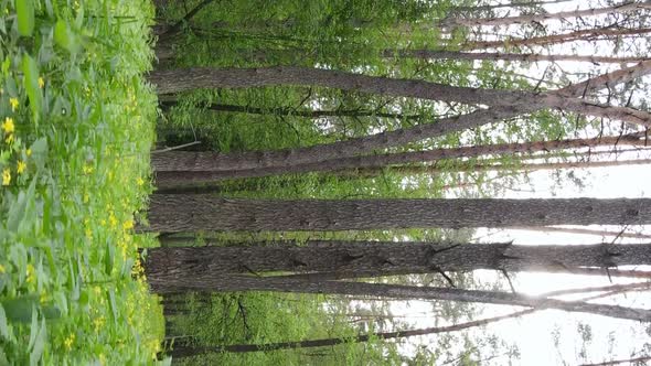 Vertical Video of a Forest with Pine Trees