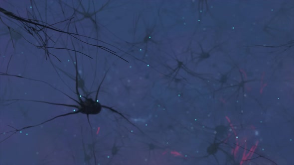 Animation of the Activity of Neurons and Synapses