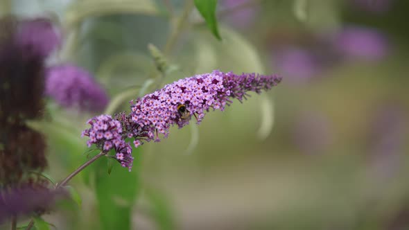 Bumblebee Pollinating Purple Flowers in Summer
