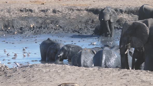 Herd of African Bush elephants enjoying a mud bath