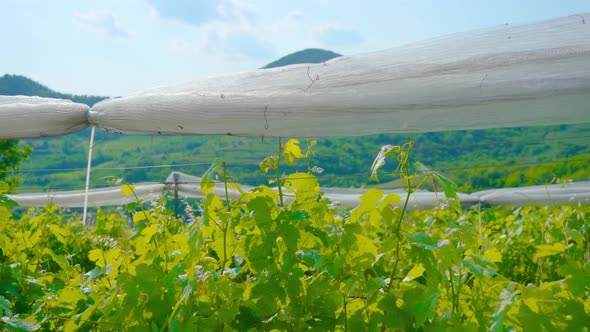 Cultivation of Vineyards in the Green Hills