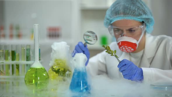 Biologist Examining Plant Through Magnifying Glass, Pesticides Development