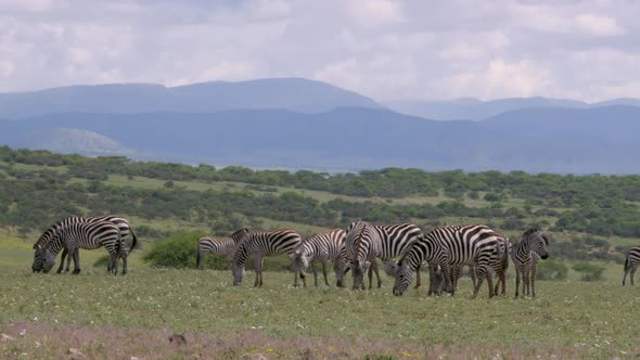 A herd of common zebras galopping in Serengeti National Park Tanzania - 4K