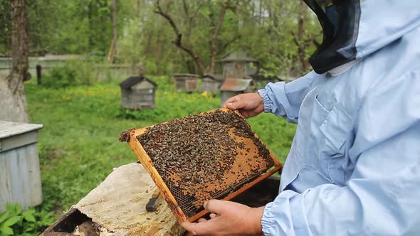 Beekeeper on Apiary