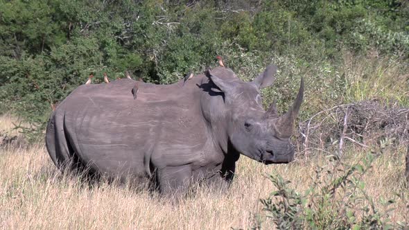 A White Rhino in the wild with it's back covered with Oxpecker birds, example of a symbiotic relatio