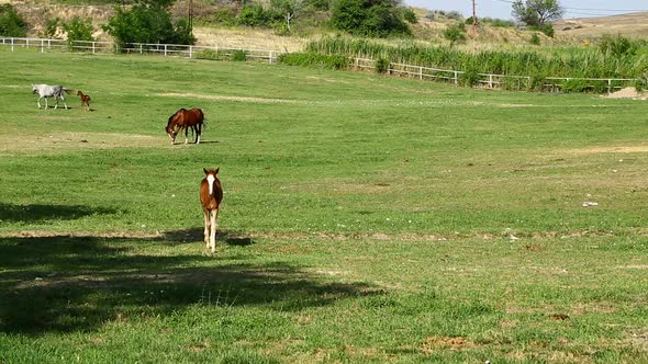 Horse Farm