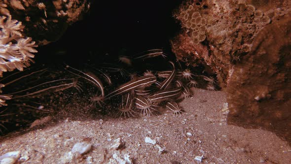 Tropical Underwater Catfish Schooling