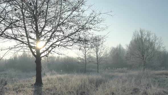 Winter & Landscape