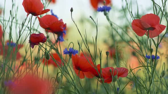 Red Poppies and Cornflowers Swaying in the Wind on a Summer Flower Field. Gorgeous Floral Background