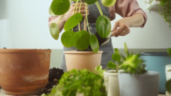 Crop woman transplanting Chinese money plant