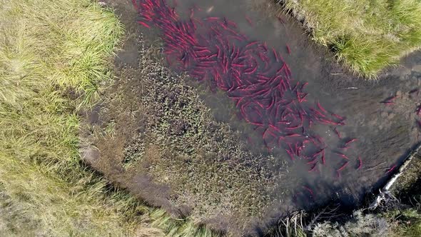 Aerial view of salmon spawning up small river