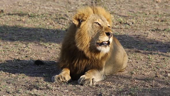 Wild Lion King Roaring at Sunrise