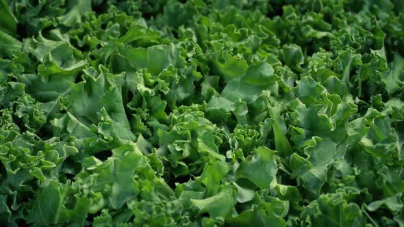 Passing Kale Vegetable Macro Detail