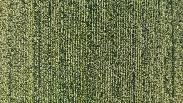 Aerial View with a Drone of a Field of Corn Flowered Perfectly Sown