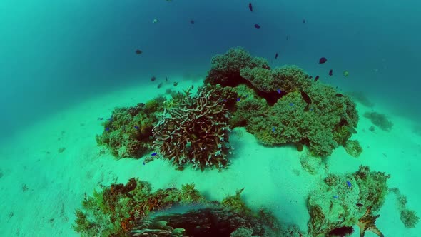 Coral Reef with Fish Underwater. Bohol, Philippines.