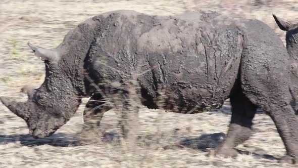 rhinos walk with mud on them