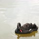 Swan Swimming in River - VideoHive Item for Sale
