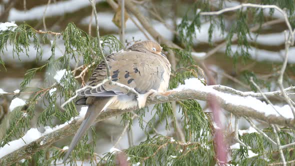 Dream like nature scene showing mourning dove sitting in light snowfall