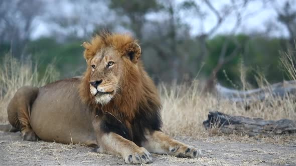 Majestic Male Lion Resting and Observing Surroundings