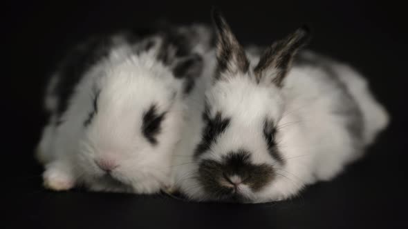 Rabbit or Bunny on Black Background