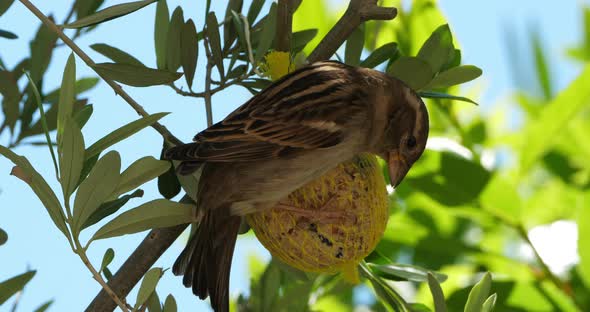 House sparrow eating on a birdfeeder