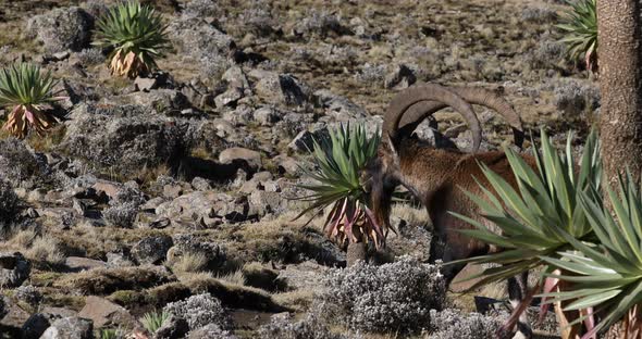 rare Walia ibex in Simien Mountains Ethiopia