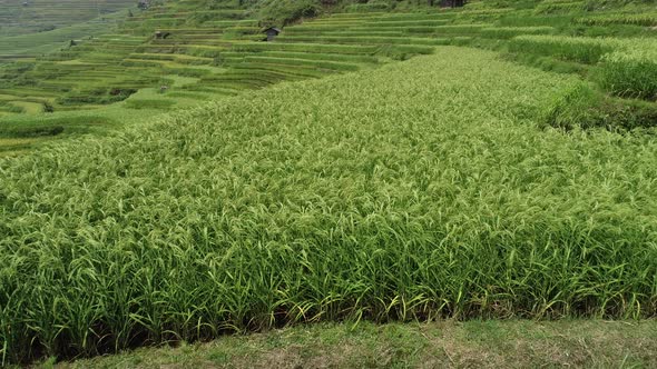 Drone aerial footage of beautiful terrace rice field with small houses in China