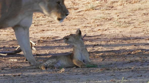 A Lion Cub Being Playful While Lying On The Ground Trying To Catch His Mother As She Walks By In Kga