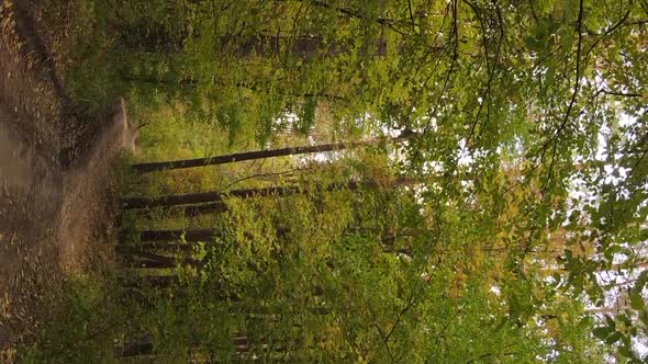 Vertical Video of an Autumn Forest During the Day in Ukraine