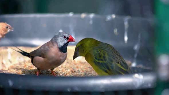Beautiful Exotic Birds Eating Seeds in the Bird Feeder