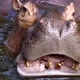 hippopotamus in the river - VideoHive Item for Sale