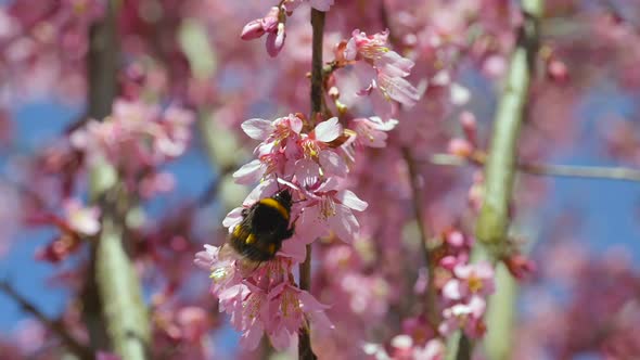 Vibrant Close up shot showing busy bumblebee collecting pollen of pink blossom and flying away. Sunn