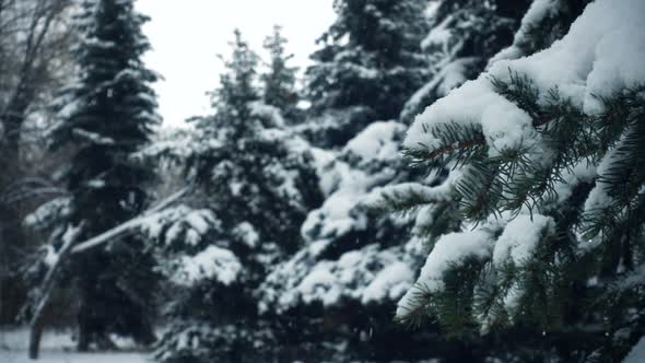 Snow Falling On The Fir Trees Branches 40