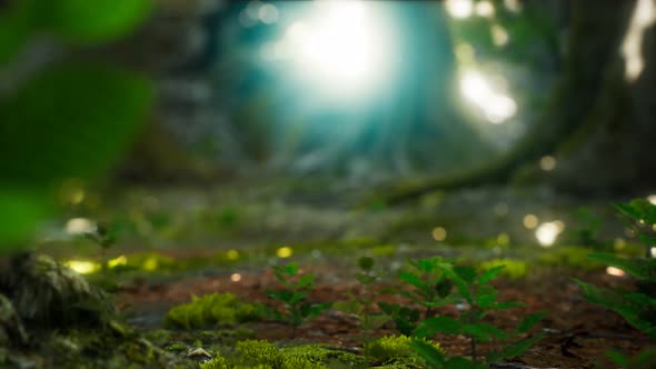 Sunlight Rays Pour Through Leaves in a Rainforest