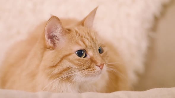 Cute Ginger Cat Dozing on Beige Chair. Close Up Slow Motion Footage of Fluffy Pet.