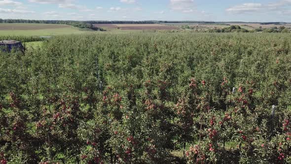 Ripe Apple Trees are Growing in the Field Near the River