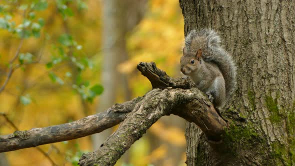 Wildlife - Squirrel Sitting on Tree Branch in Natural Habitat Forest Evnironment, Closeup Static Vie