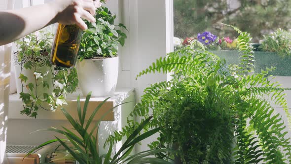 Woman Taking Care and Watering Dry Indoor Green Plants