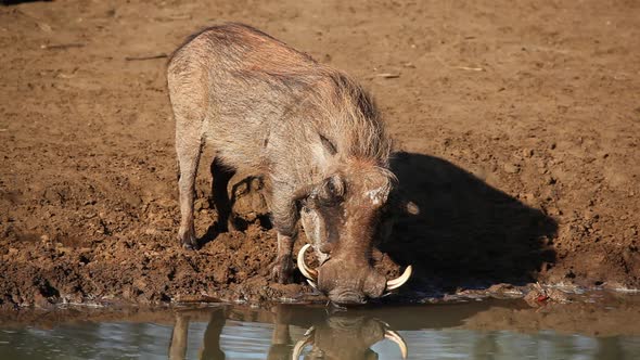 Warthog Drinking At A Waterhole