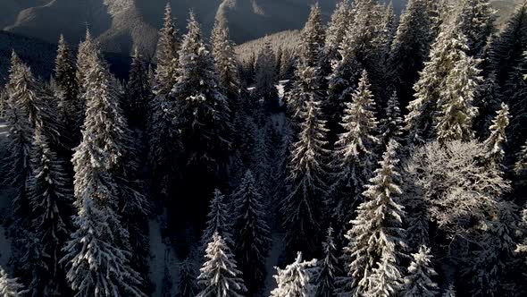 Aerial Shot of Pine Tree Tops Illuminated by Sunrise