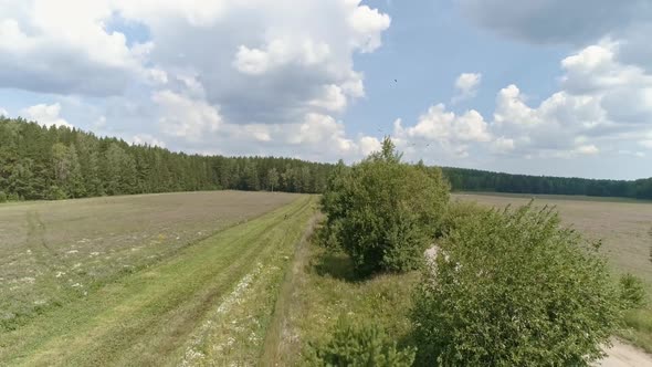 Aerial view of Field, forest, dirt road and birds. 39