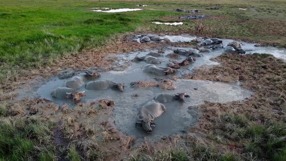 Group of buffaloes live in water