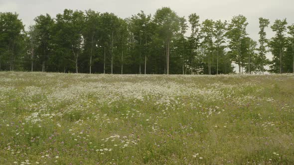 Wildflowers bloom in fallow field gliding gimbal shot