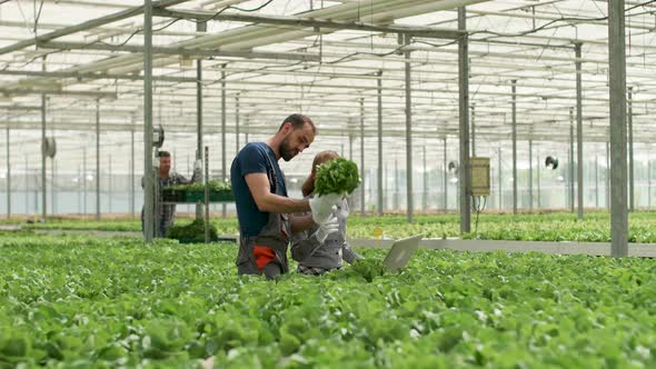 Agronomist Engineer and Farm Woker Inspecting Green Salad