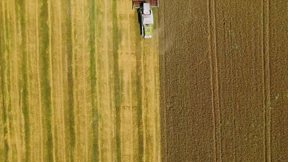 Combine harvester working on the golden field. 