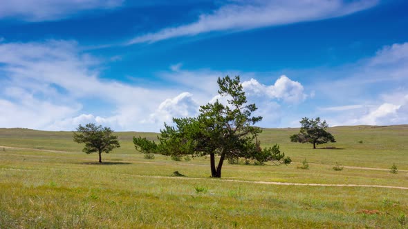 Idyllic landscape. Three trees in the field, blue sky and clouds