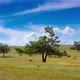 Idyllic landscape. Three trees in the field, blue sky and clouds - VideoHive Item for Sale