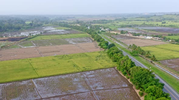 Aerial Of Vast Agricultural Rice Fields On The Province Near Nagua In Dominican Republic. Drone