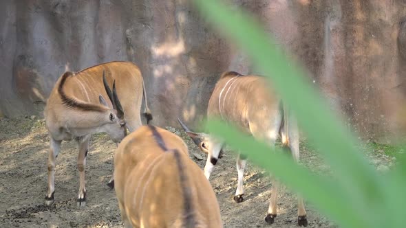 Common Eland Southern Eland at the Zoo.